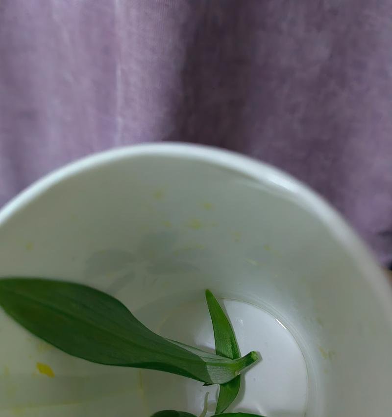 网络用语中百合退化是什么意思？百合退化的含义是什么？