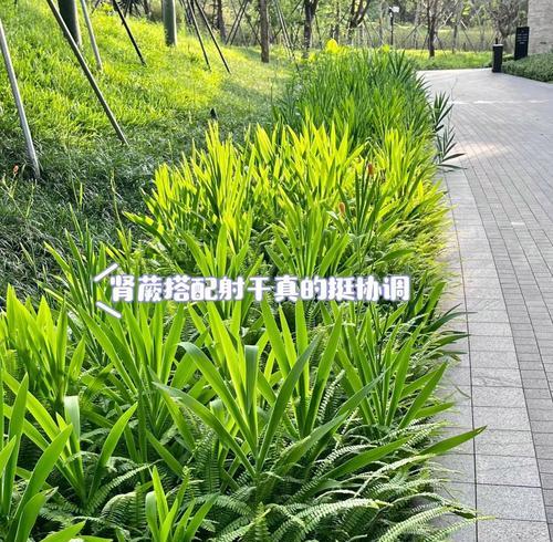 蕨类植物能养多久不死？如何保持蕨类植物的长期存活？