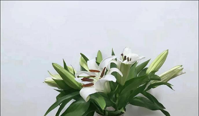 网络用语中百合退化是什么意思？百合退化的含义是什么？