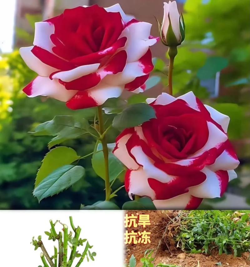 不用土种植玫瑰花的方法是什么？有哪些注意事项？