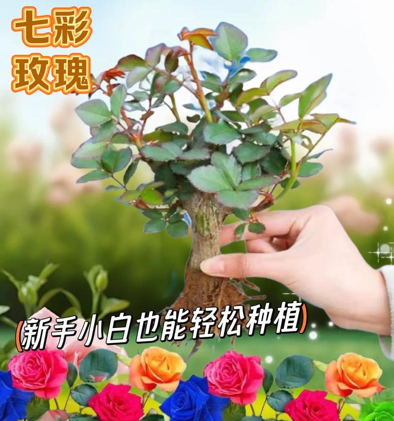 不用土种植玫瑰花的方法是什么？有哪些注意事项？