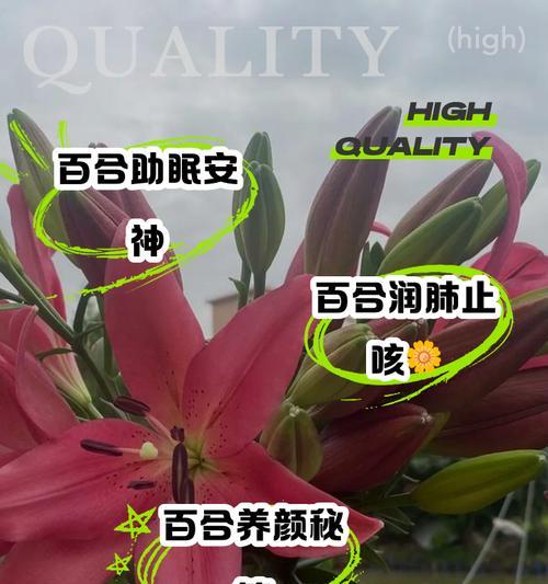 双枝百合是什么意思？它的正确读法是什么？