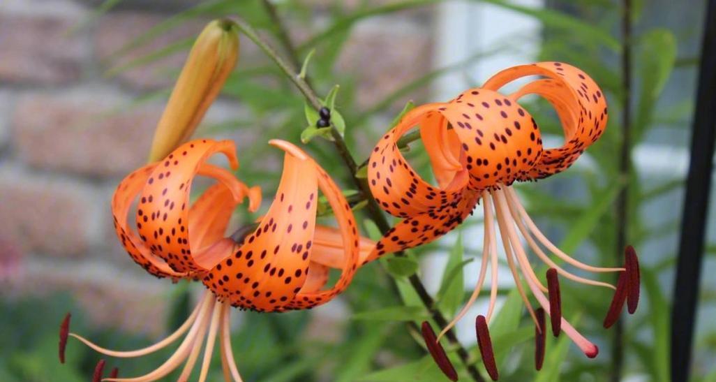 百合的种植方法有哪些？如何确保高成活率？