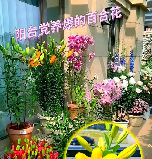 百合的种植方法有哪些？如何确保高成活率？