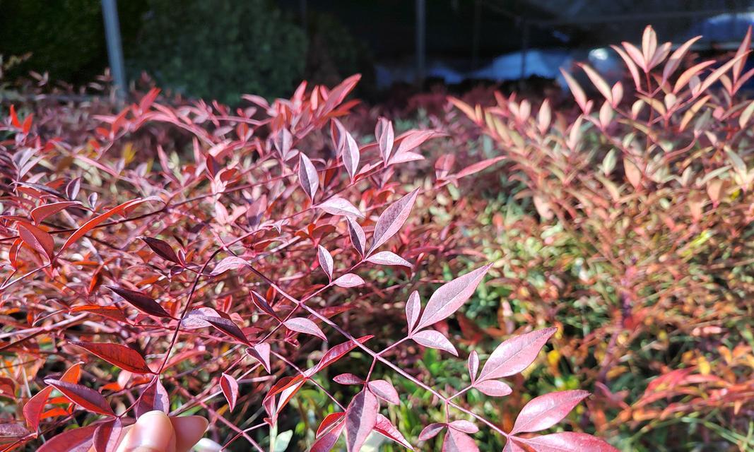 五三园艺中常见的植物品种有哪些？它们的养护要点是什么？