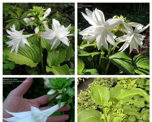 五三园艺中常见的植物品种有哪些？它们的养护要点是什么？