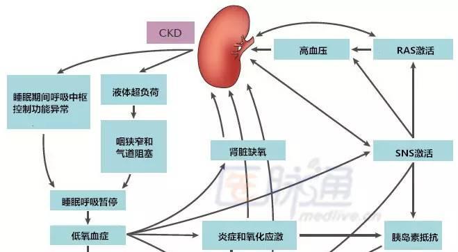 虫胶的植物有哪些？它们的分泌机制是什么？