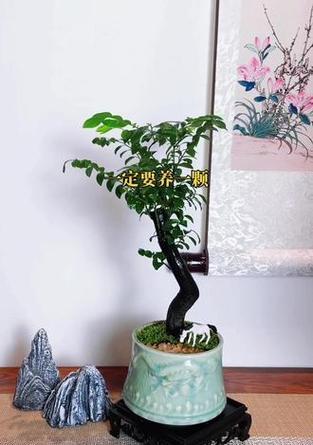 什么植物适合不太懂园艺的人养？有哪些推荐？