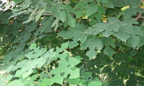 小区中常见的伞状植物有哪些？它们的养护要点是什么？