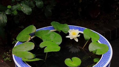 水缸里种植哪种植物最合适？