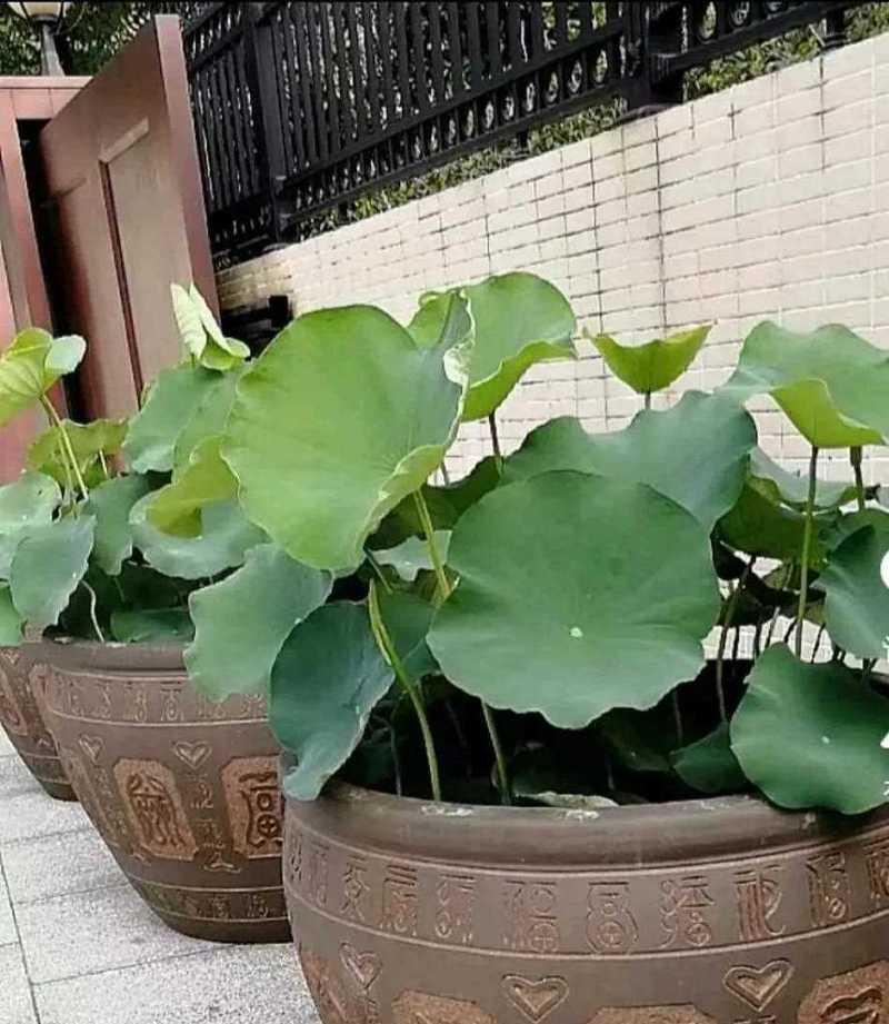 水缸里种植哪种植物最合适？