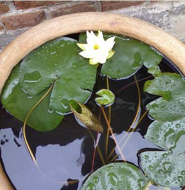 水缸里种植哪种植物最合适？