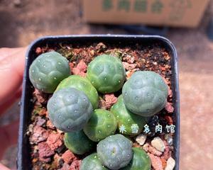 米雪多肉植物的养殖方法是什么？如何保持其健康生长？
