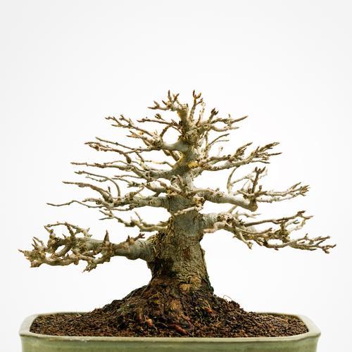 米雪多肉植物的养殖方法是什么？如何保持其健康生长？