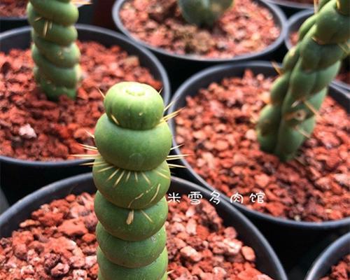 米雪多肉植物的养殖方法是什么？如何保持其健康生长？