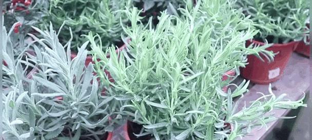 哪些植物能有效治理蚊虫？如何使用这些植物？