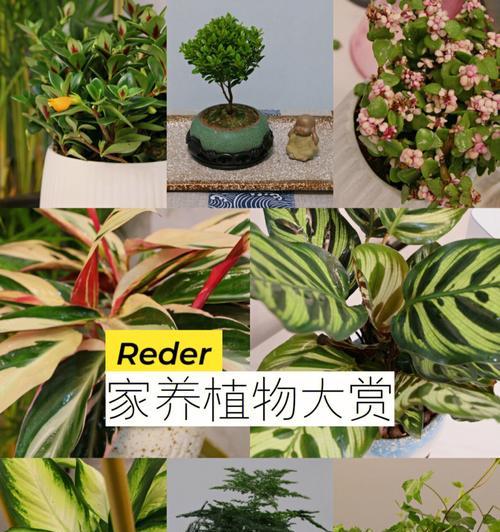 哪些植物能有效治理蚊虫？如何使用这些植物？