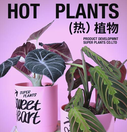 热带花卉适合哪些容器？容器选择对花卉有何影响？