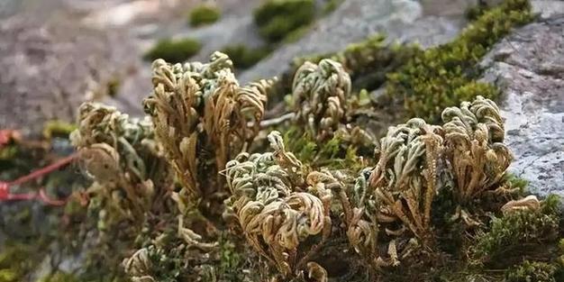 青海常青植物有哪些？这些植物为何能在青海生长？