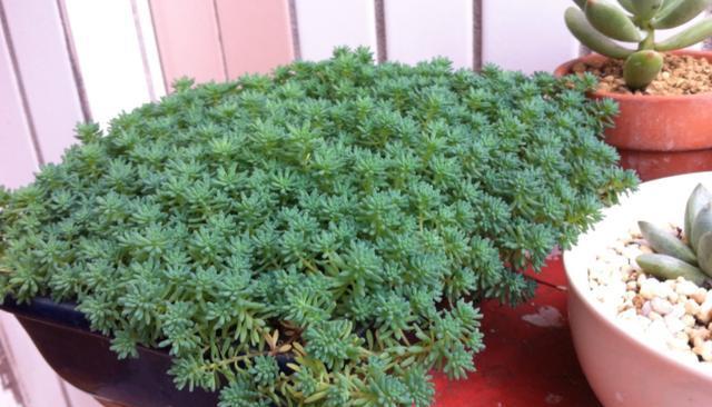 婴儿房种植物有哪些？这些植物对婴儿有什么影响？