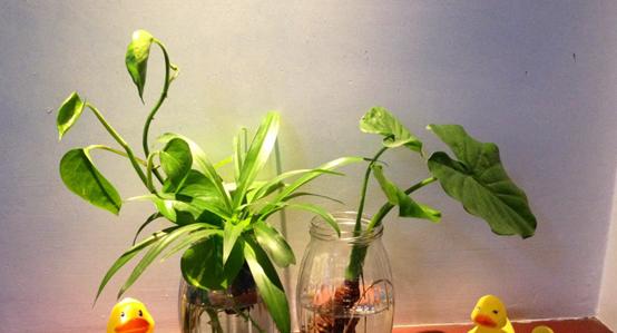 婴儿房种植物有哪些？这些植物对婴儿有什么影响？
