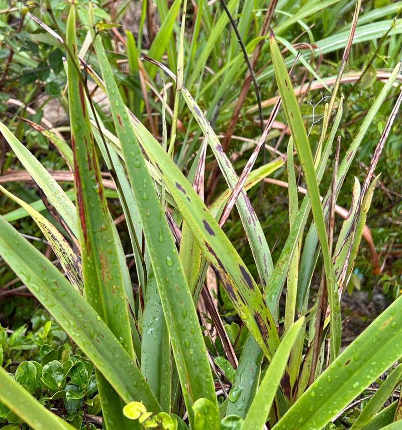 草菅人命的植物是什么?它有哪些危险特性? 草菅人命的植物是什么?它有哪些危险特性?