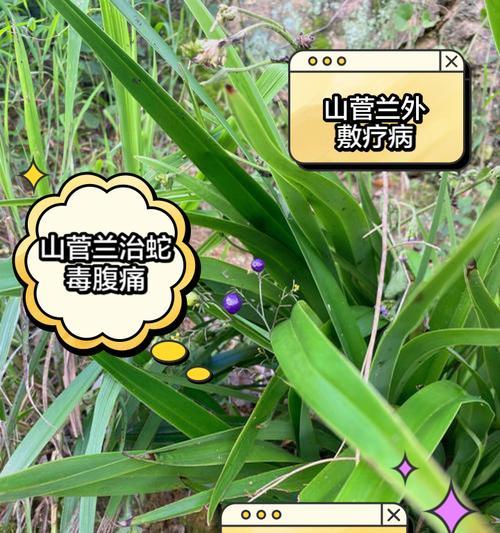 草菅人命的植物是什么?它有哪些危险特性? 草菅人命的植物是什么?它有哪些危险特性?