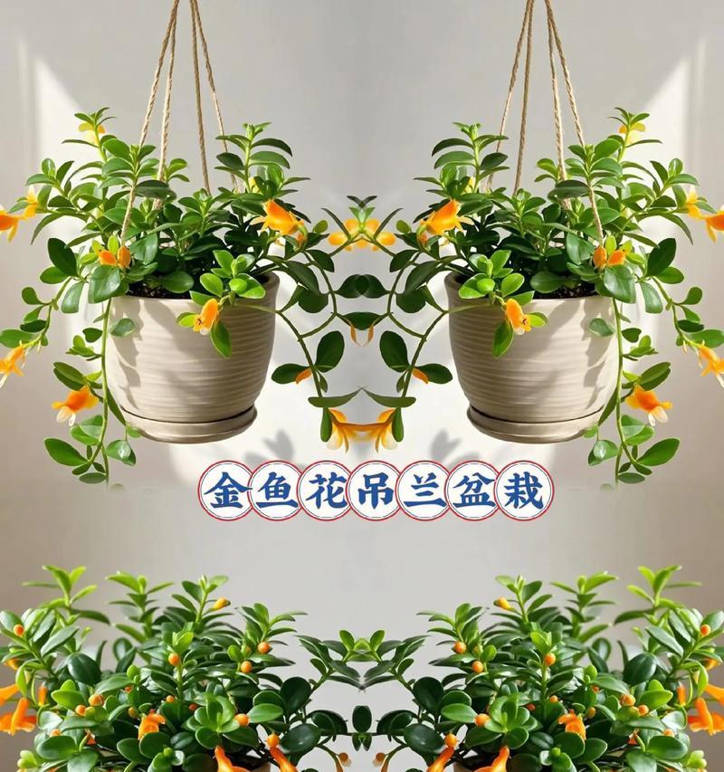 给闺蜜送盆栽有什么讲究？哪些盆栽适合送人？