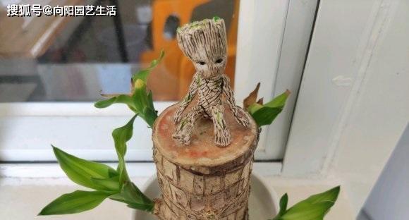 木桩固定植物角度的方法有哪些？如何确保稳定性？