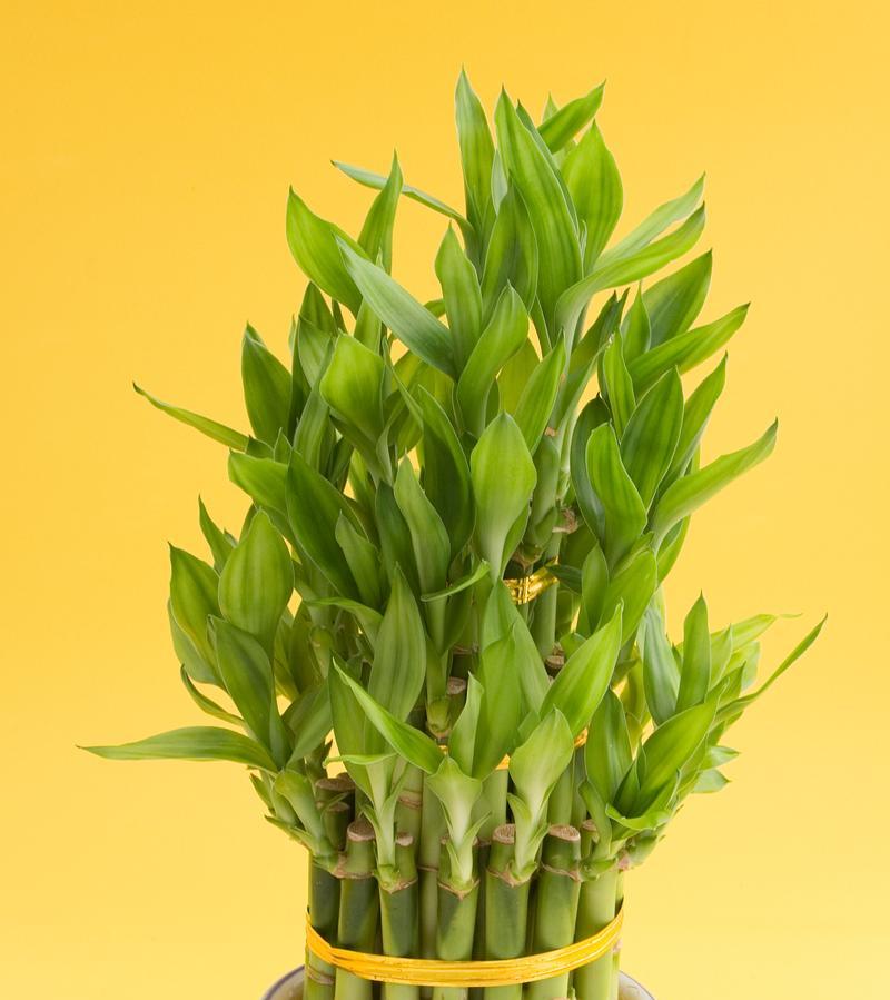 木桩固定植物角度的方法有哪些？如何确保稳定性？