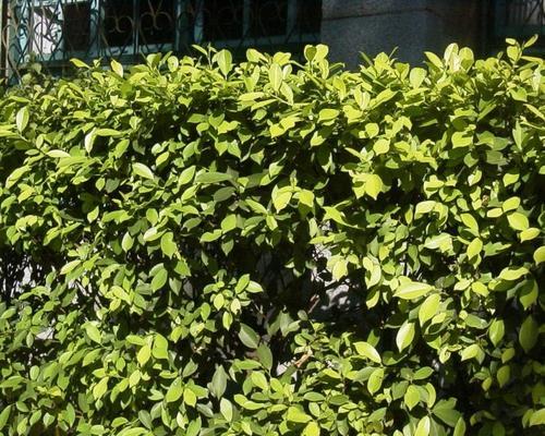 小区高大植物有哪些种类？如何选择适合小区环境的植物？