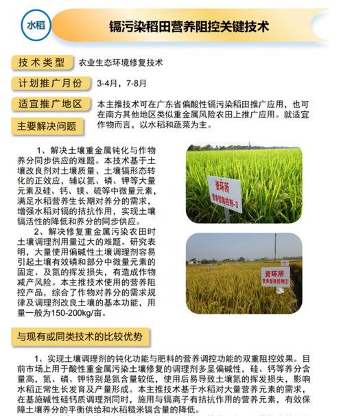 水稻4.0技术是什么？它对农业发展有何影响？