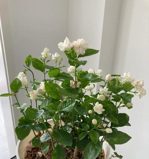 用花苞培养花卉的方法有哪些？哪种方法最适合你？
