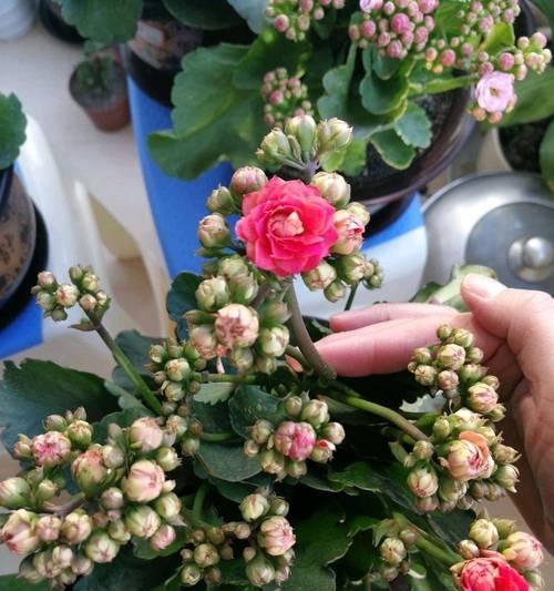 用花苞培养花卉的方法有哪些？哪种方法最适合你？