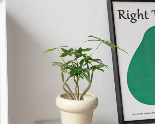 花卉大绿植盆栽有哪些品种？哪些品种适合室内种植？