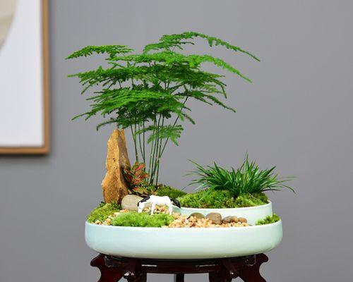 花卉大绿植盆栽有哪些品种？哪些品种适合室内种植？