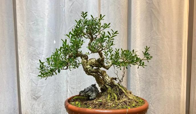 适合在家养的大型盆栽有哪些？如何选择？