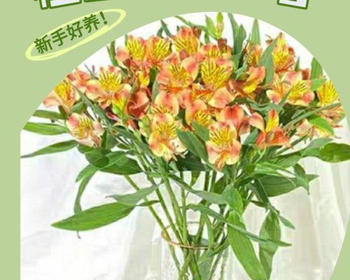 水仙百合水培瓶怎么种植？需要什么条件？