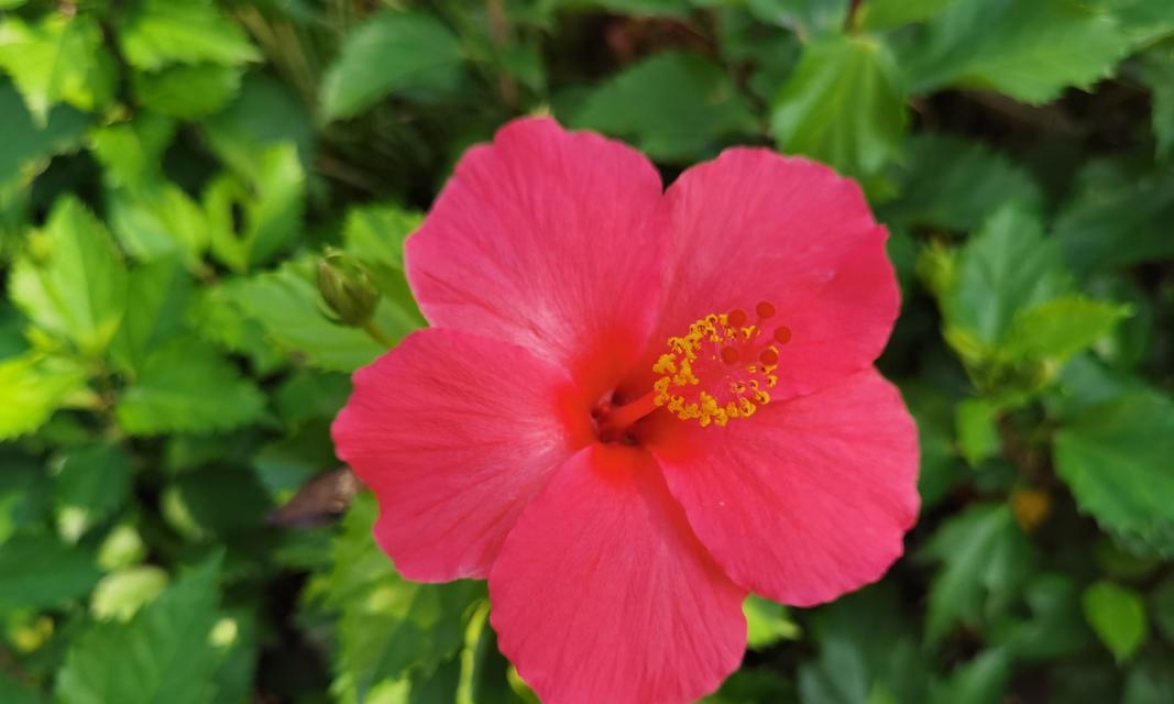 家植花卉中有哪些大红花品种？它们的养护和繁殖方法是什么？