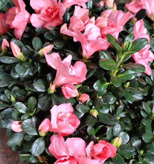 家植花卉中有哪些大红花品种？它们的养护和繁殖方法是什么？