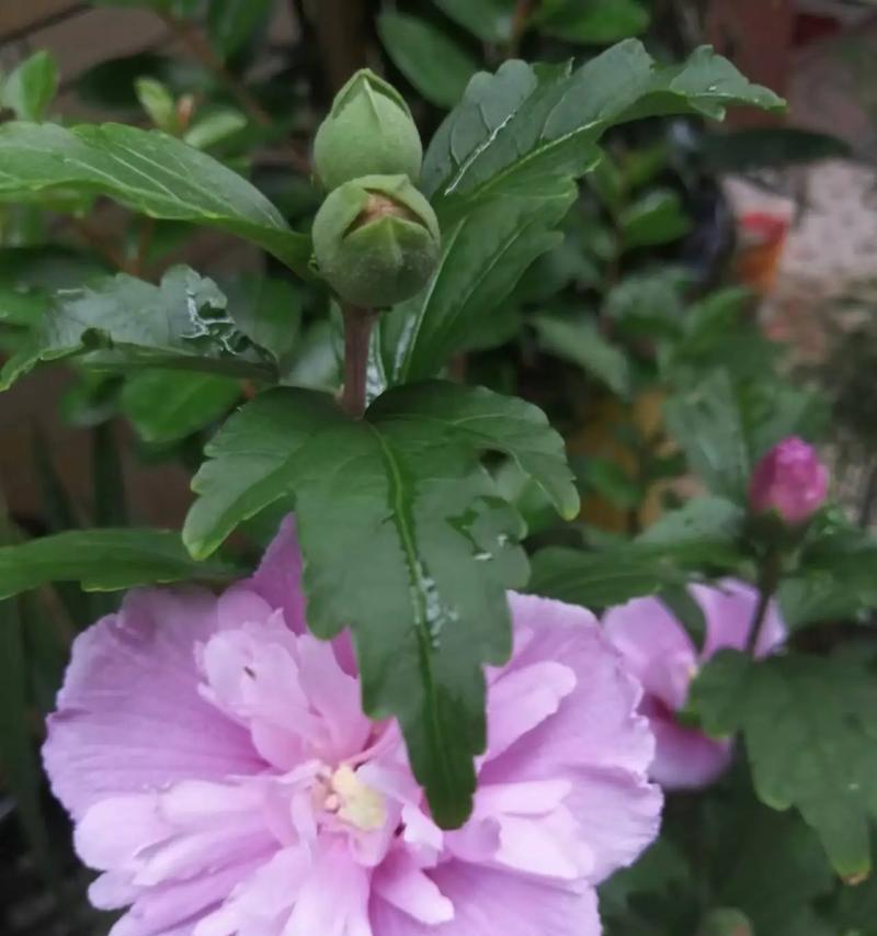 家植花卉中有哪些大红花品种？它们的养护和繁殖方法是什么？