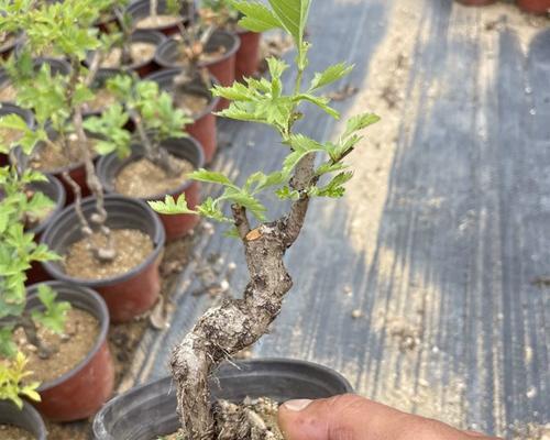 矮化山楂盆栽如何养护？有哪些注意事项？