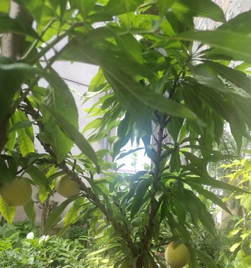 泡沫桃子盆栽怎么养护？如何保持健康？