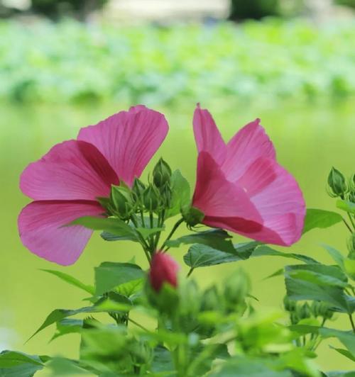 芙蓉花的花语是什么意思？芙蓉花代表什么？