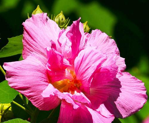 芙蓉花的花语是什么意思？芙蓉花代表什么？