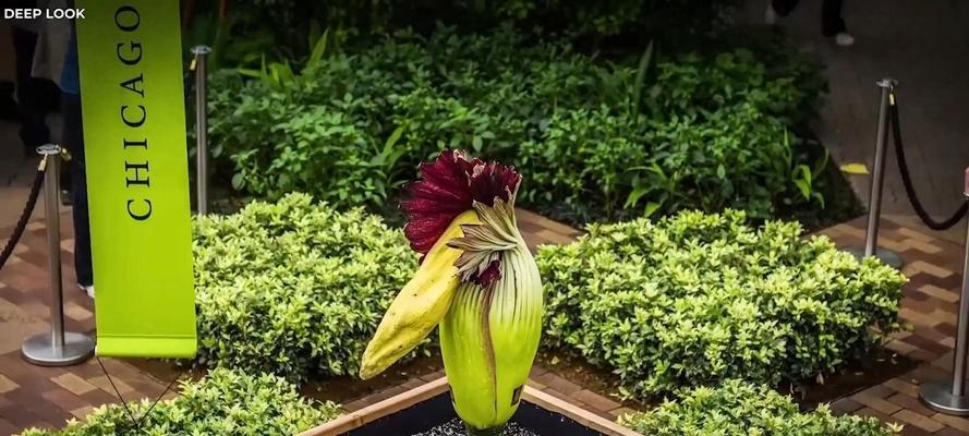 植物界最高等的植物是什么？这种植物有何独特之处？