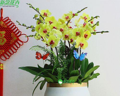 到手花卉盆栽怎么处理？新购盆栽的适应期管理要点是什么？