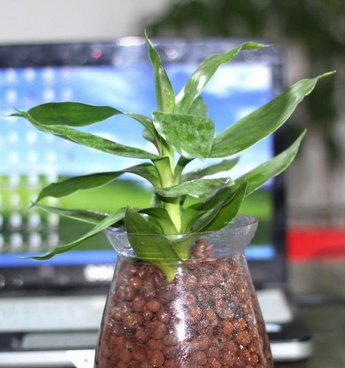 到手花卉盆栽怎么处理？新购盆栽的适应期管理要点是什么？