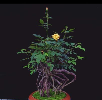 到手花卉盆栽怎么处理？新购盆栽的适应期管理要点是什么？