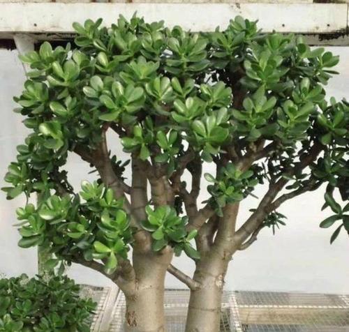 爬墙老桩植物怎么养？房屋护坡植物有哪些种类？